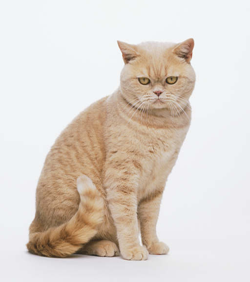 Roestkleurige Britse korthaar kat